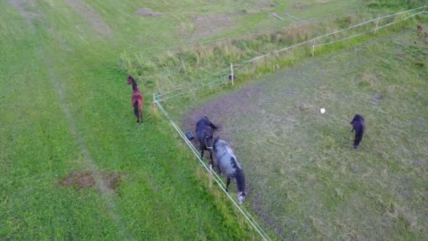 Vue Aérienne Campagne Gauja Champ Lac Drone Vue Dessus Uhd — Video