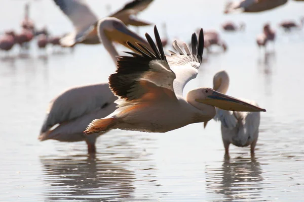 ペリカン カリブ鳥の自然 ボネール島カリブ海 — ストック写真