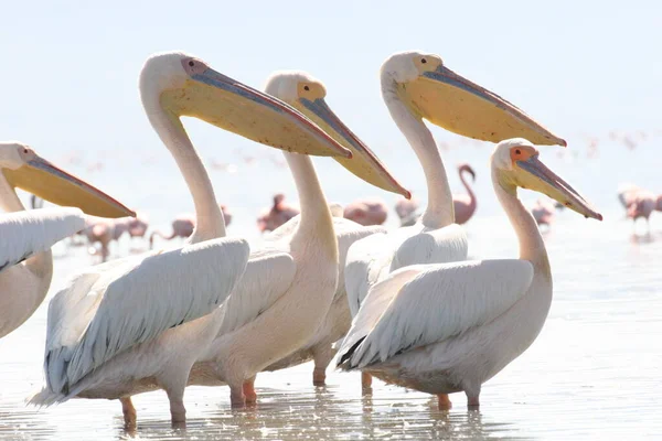 Pelikán Karib Tenger Madár Természet Bonaire Sziget Karib Tenger — Stock Fotó