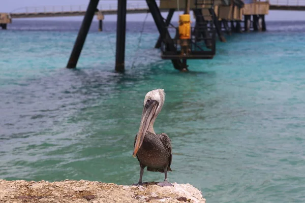 ペリカン カリブ鳥の自然 ボネール島カリブ海 — ストック写真