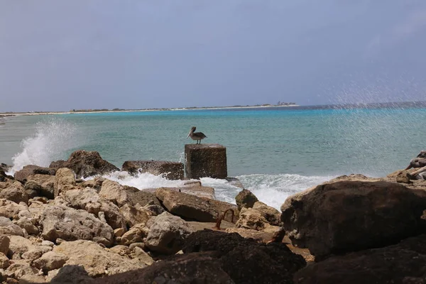 Pelikan Karaiby Ptak Natura Bonaire Wyspa Karaiby Morze — Zdjęcie stockowe