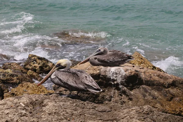 Caribe Pelícano Naturaleza Las Aves Isla Bonaire Mar Caribe —  Fotos de Stock
