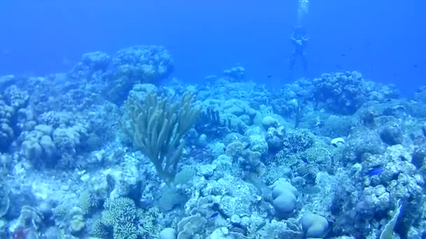 Vida Coralina Caribe Mar Bonaire Isla Buceo Submarino Buzos Video — Vídeos de Stock