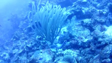 Mercan hayatı Karayipler denizi Bonaire adası sualtı dalgıçları videosu