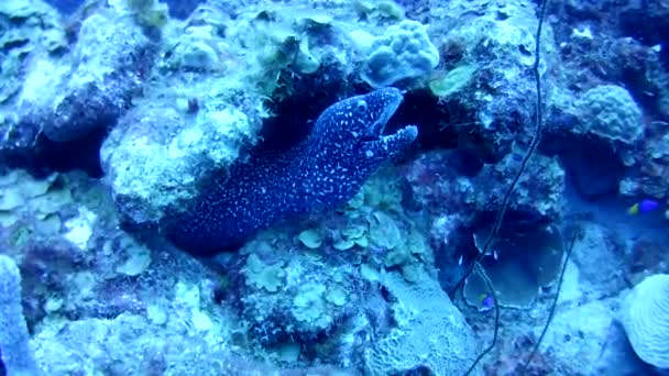 Коралловая Жизнь Карибское Море Бонайр Остров Подводного Дайвинга Видео — стоковое видео