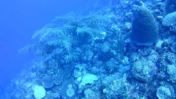 Korallenleben Karibik Meer Bonaire Insel Unterwassertauchen Taucher Video — Stockvideo