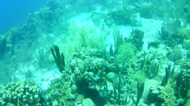 Mercan hayatı Karayipler denizi Bonaire adası sualtı dalgıçları videosu