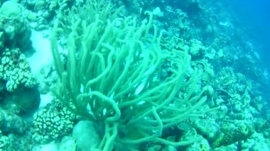 Mercan hayatı Karayipler denizi Bonaire adası sualtı dalgıçları videosu