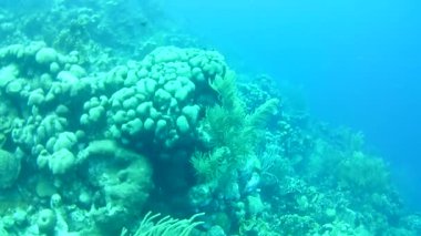 Mercan hayatı Karayipler denizi Bonaire adası sualtı dalgıçları videosu