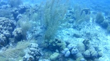 Mercan hayatı Karayipler denizi Bonaire adası sualtı dalgıçları videosu
