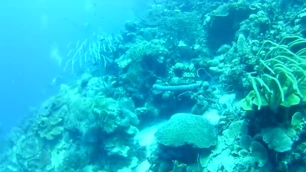 Mercan Hayatı Karayipler Denizi Bonaire Adası Sualtı Dalgıçları Videosu — Stok video