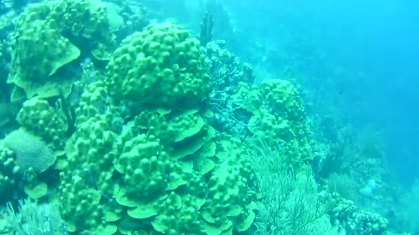 珊瑚生活加勒比海博内尔岛潜水潜水录像 — 图库视频影像
