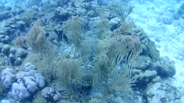 Vida Coralina Caribe Mar Bonaire Isla Buceo Submarino Buzos Video — Vídeos de Stock