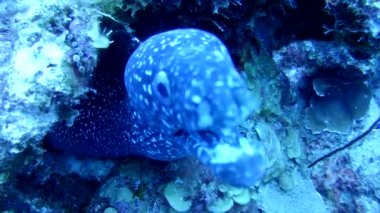 Mercan hayatı Karayipler denizi Bonaire adası sualtı dalgıçları videosu