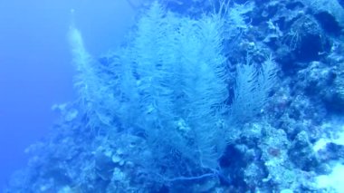 Mercan hayatı Karayipler denizi Bonaire adası sualtı dalgıçları videosu