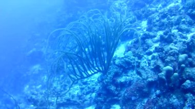 Mercan hayatı Karayipler denizi Bonaire adası sualtı dalgıçları videosu