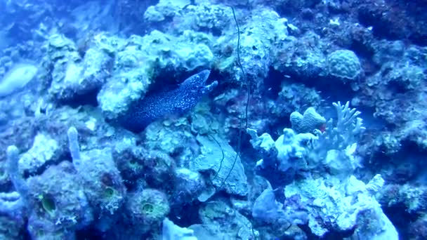 Korallenleben Karibik Meer Bonaire Insel Unterwassertauchen Taucher Video — Stockvideo