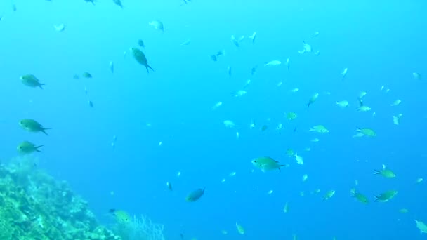 Coral Life Caribbean Sea Bonaire Island Underwater Diving Divers Video — Stock Video