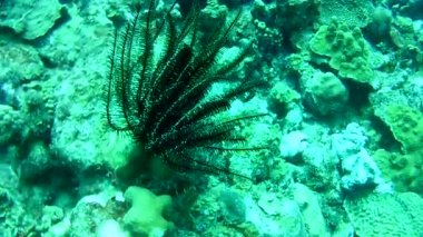 Mercan hayatı Karayipler denizi Bonaire adası sualtı dalgıçları videosu