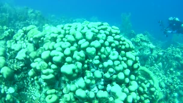 Coral Life Caribbean Sea Bonaire Island Underwater Diving Divers Video — Stock Video