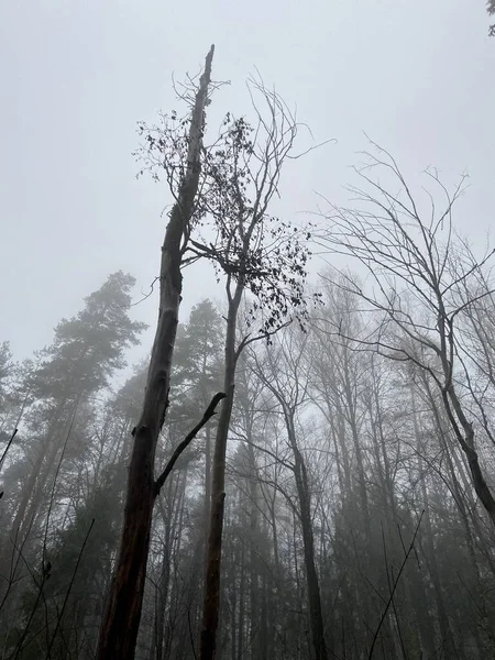 Güz Resimleri Krimulda Sigulda Letonya Gauja Nehri Vadisi — Stok fotoğraf