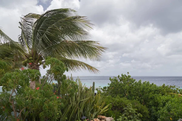 Sea Beach Coast Tropical Bonaire Island Caribbean Sea — Stock Photo, Image