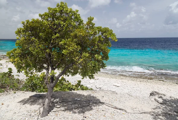 Sea Beach Coast Tropical Bonaire Island Caribbean Sea — Stock Photo, Image