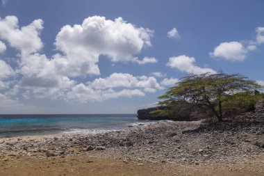 Deniz sahili tropik Bonaire adası Karayipler denizi