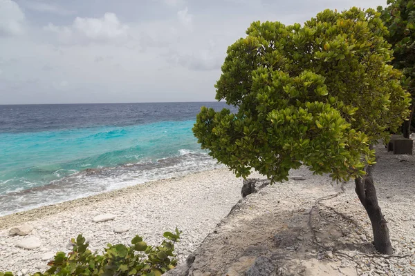 Sea Beach Coast Tropical Bonaire Island Caribbean Sea — Stock Photo, Image