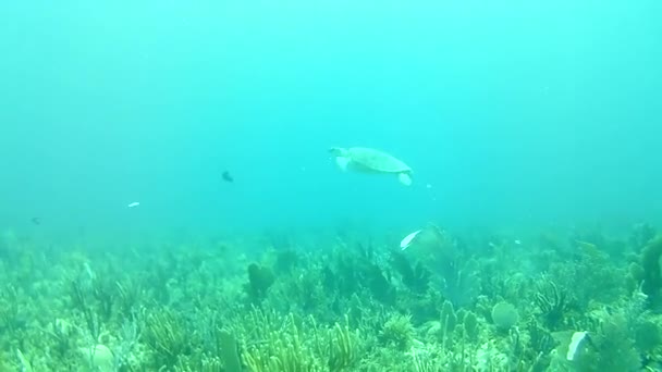Korallenleben Karibik Meer Bonaire Insel Unterwassertauchen Taucher Video — Stockvideo