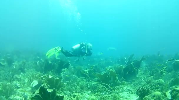Mercan Hayatı Karayipler Denizi Bonaire Adası Sualtı Dalgıçları Videosu — Stok video