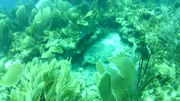 Korallenleben Karibik Meer Bonaire Insel Unterwassertauchen Taucher Video — Stockvideo