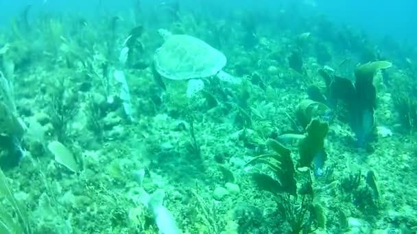 Vita Corallina Mare Dei Caraibi Isola Bonaire Subacquei Subacquei Subacquei — Video Stock