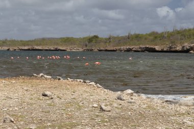 Mercan hayatı Karayipler denizi Bonaire adası sualtı dalgıçları videosu