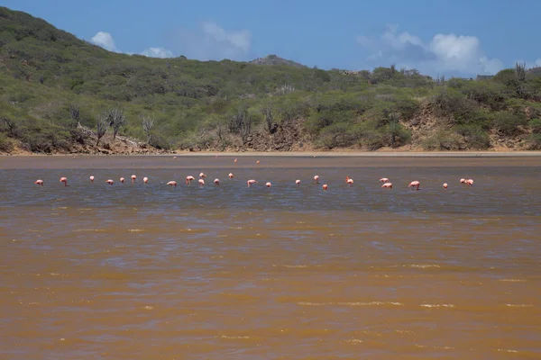 Korall Élet Karibi Tenger Bonaire Sziget Víz Alatti Búvárok Videó — Stock Fotó