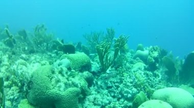 Mercan hayatı Karayipler denizi Bonaire adası sualtı dalgıçları videosu