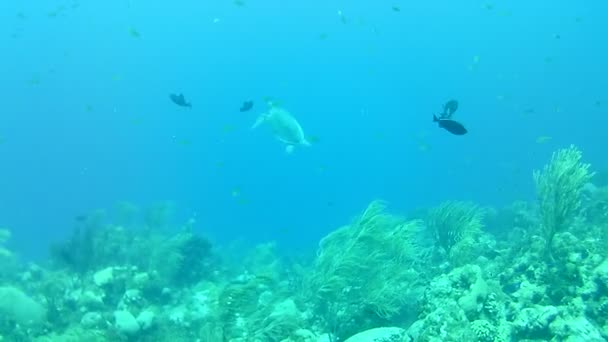 Coral Life Caribbean Sea Bonaire Island Underwater Diving Divers Video — Stock Video