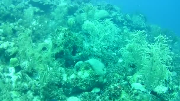 Vida Coralina Caribe Mar Bonaire Isla Buceo Submarino Buzos Video — Vídeo de stock