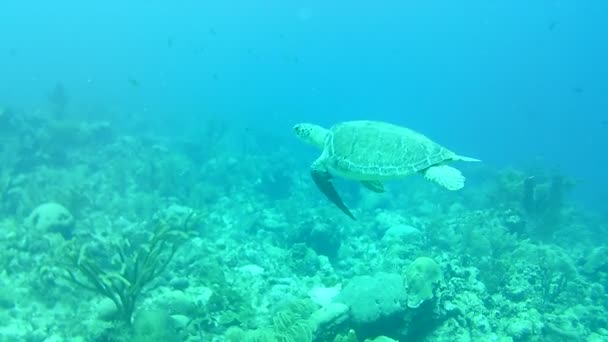 Coral Life Caribbean Sea Bonaire Island Underwater Diving Divers Video — ストック動画