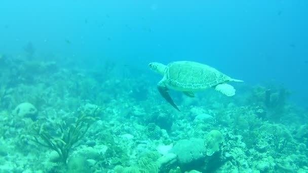 Vida Coralina Caribe Mar Bonaire Isla Buceo Submarino Buzos Video — Vídeos de Stock