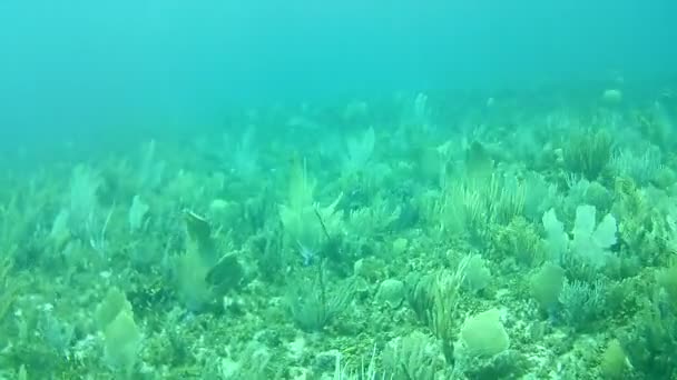 카리브해 보네르 다이빙 다이버 비디오 — 비디오