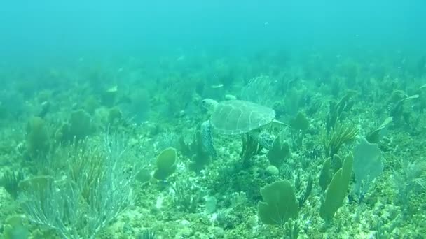 Vida Coralina Caribe Mar Bonaire Isla Buceo Submarino Buzos Video — Vídeo de stock