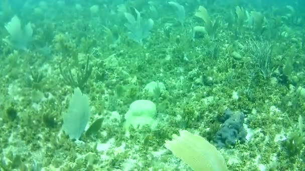 Vida Coralina Caribe Mar Bonaire Isla Buceo Submarino Buzos Video — Vídeo de stock