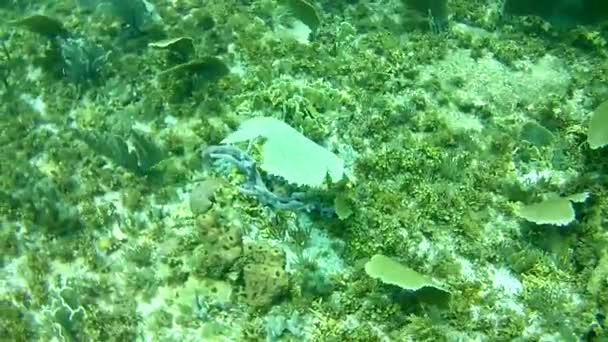 Vita Corallina Mare Dei Caraibi Isola Bonaire Subacquei Subacquei Subacquei — Video Stock