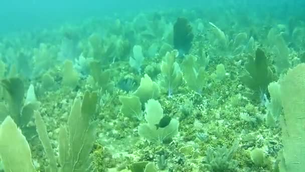Vida Coralina Caribe Mar Bonaire Isla Buceo Submarino Buzos Video — Vídeo de stock