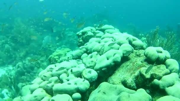 Coral Vida Caribe Mar Bonaire Ilha Mergulho Subaquático Mergulhadores Vídeo — Vídeo de Stock