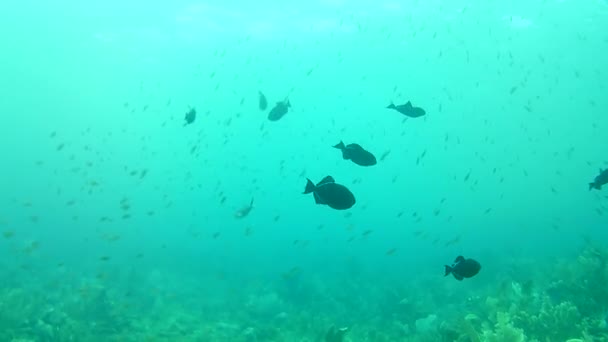 Vita Corallina Mare Dei Caraibi Isola Bonaire Subacquei Subacquei Subacquei — Video Stock
