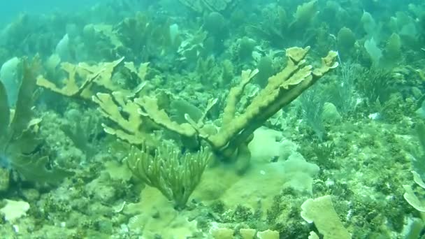 Korallenleben Karibik Meer Bonaire Insel Unterwassertauchen Taucher Video — Stockvideo