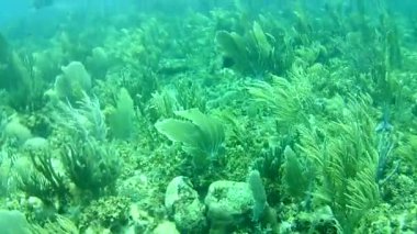 Mercan hayatı Karayipler denizi Bonaire adası sualtı dalgıçları videosu