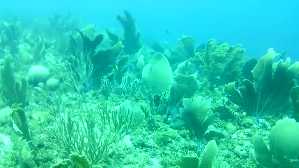 Korallenleben Karibik Meer Bonaire Insel Unterwassertauchen Taucher Video — Stockvideo